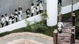 卡塔尔租熊猫花了多少钱