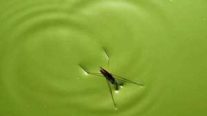 如何灭杀水中蚊子幼虫图片