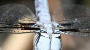 为什么蜻蜓的眼睛是最多的
