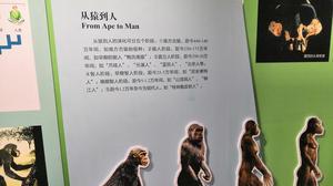 从猿到人的进化历程证据