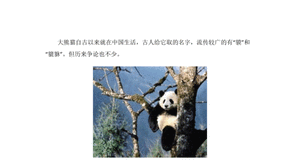 大熊猫名字的来历简短