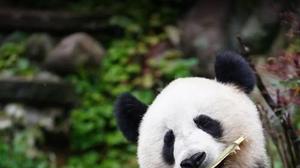 大熊猫一天的生活轨迹