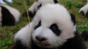 国宝大熊猫的外貌特征