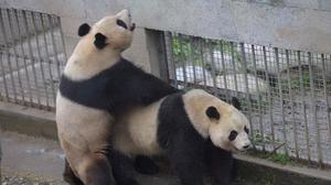 大熊猫是怎么繁殖的简短