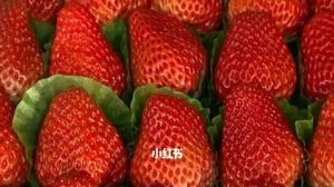 一般市场上的草莓多少钱一斤