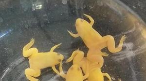 土黄色的青蛙叫什么