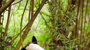 大熊猫为什么喜欢吃竹子主要原因