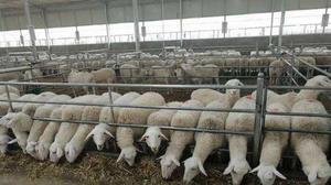 养殖肉羊的利润是多少