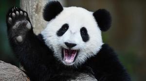 国宝大熊猫特点有什么