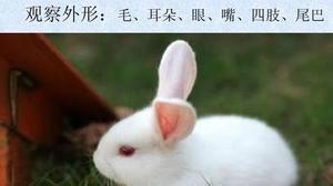 兔子的耳朵嘴巴尾巴像什么